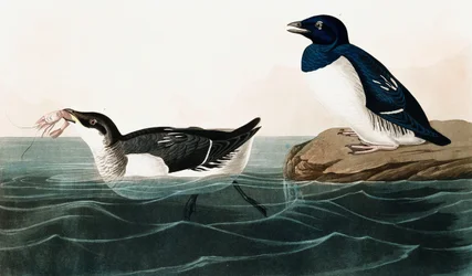 Pequeño Alca, Uria Alle, de Los Pájaros de América por John J. Audubon, pub. 1827-38